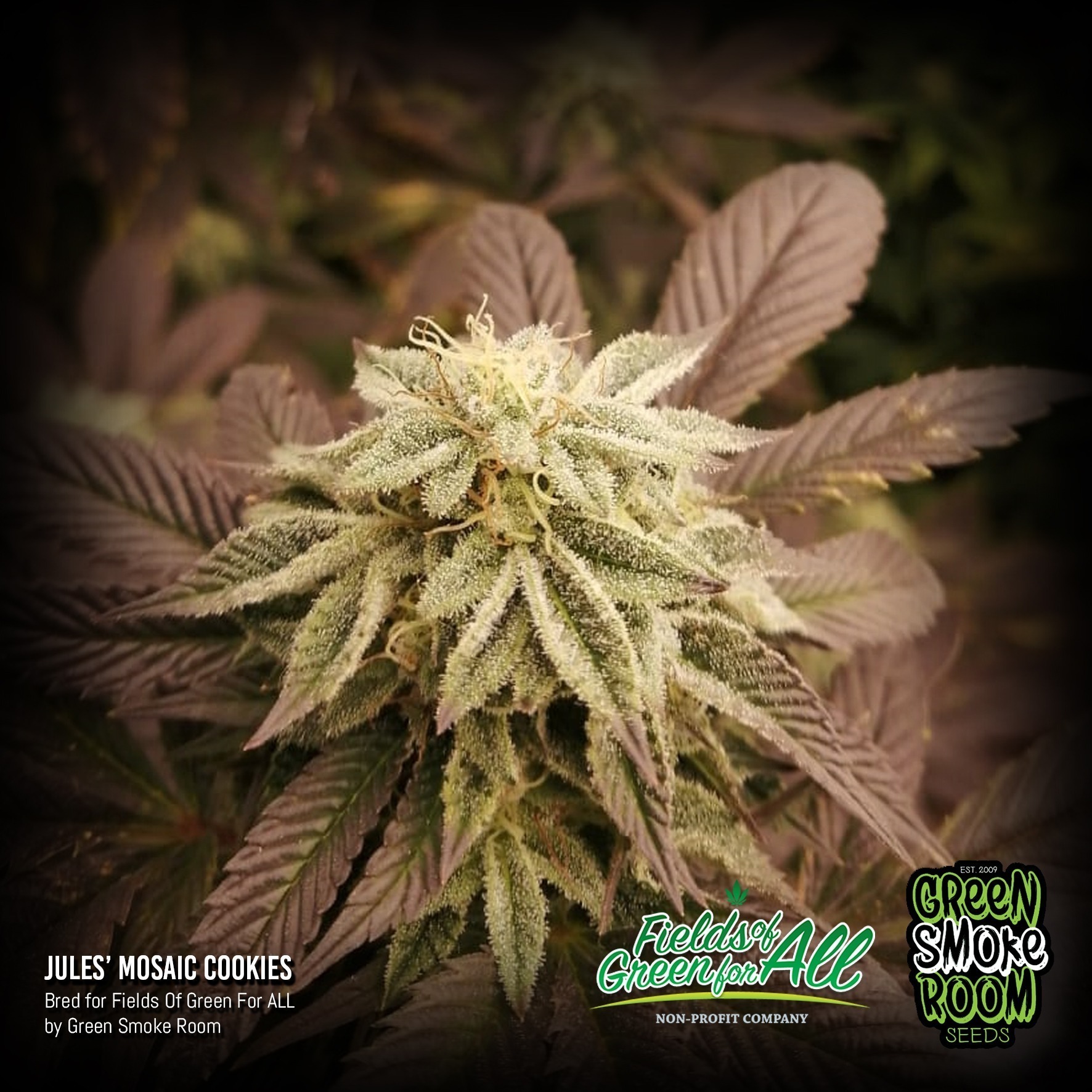 gsr-fga-jules-mosaic-cookies-2